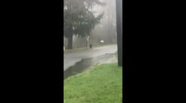 Mysterious Object Turns Out to Be Mating Turkeys