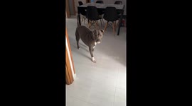 Precious Pitbull Loves His Pacifier
