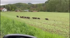 Family of Wild Boars Crosses Road