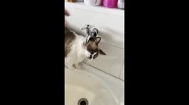 Cat Drinks Water From Sink