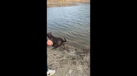 Dog Jumps in Lake