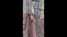 Bird Gets Stuck by Unhappy Chickens in Chicken Coop