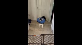 Dog 'blinds' herself as she wears inflatable collar incorrectly