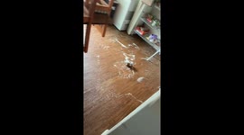 Little girl attempts to tidy after spilling bag of rice onto parent's floor