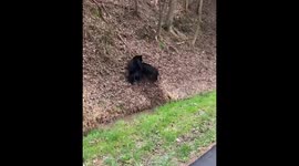 Tennessee resident films as black bear goes head to head with wild boar
