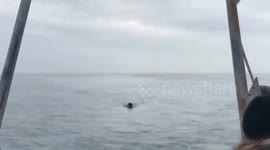 The video was filmed in Mossel Bay, South Afrcia as part of a research trip of a Great White Shark attacking a decoy seal.