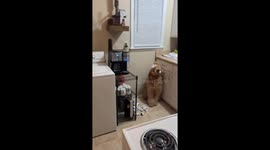 Pet owner catches her dog in the act of stealing coffee pods