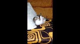 My two two-week old kittens are the most playful ever they like messing about playfully