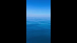 Dolphin pod races alongside boat leaving tourists in awe