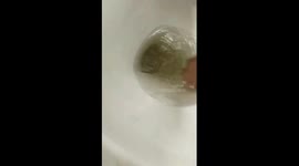 Pet axolotl escapes through toilet bowl while being cleaned