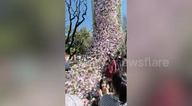 Pink roses cascade down park tower's wall like flower waterfall