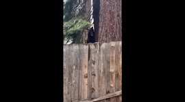 Bear spotted in North Lake Tahoe, USA