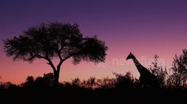 Photographer captures stunning giraffe silhouettes as sun sets on Kruger National Park