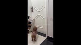 Clever calico cat opens bedroom door to let his friends in to sleep