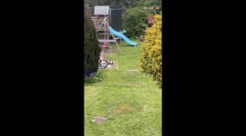 Mama fox and her kids explore a secret garden paradise