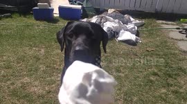 Watching a hungry dog eat an ice cream is strangely satisfying