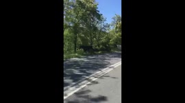 Dozens of horses pass driver on road