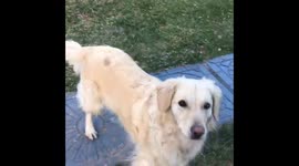 Dog cries while running