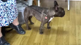 French bulldogs at Kensington Polling Station - London