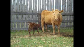 Watch Newborn Baby Calf Run and Play