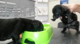 Tiny puppies eat their first solid meal