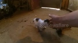 10days old kitten and newborn puppy