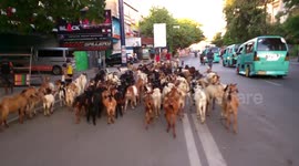A Hundred Goats March in The Downtown of Makassar