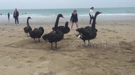 Flock of rare black swans spotted on UK beach
