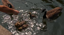 Cute goslings out in the sun on Regent's canal, London