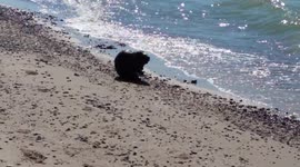 Beaver in The Baltic Sea