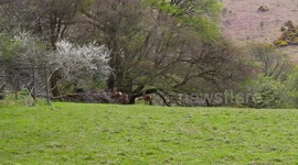 Wild Dartmoor Deer running free on Dartmoor national park, Devon