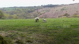 Dartmoor Sheep her spring  lambs heading towards the moors