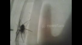 Big Spider on Bathroom wall