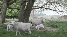 Spring Lambs