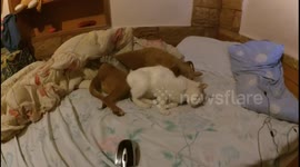 Cat and dog have adorable relationship
