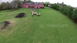 How to herd sheep using nothing but a drone
