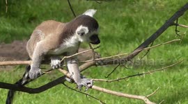 Baby lemur enjoys itself on a sunny day