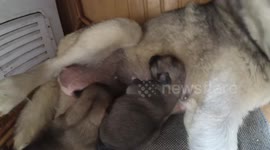 Cute husky puppies suckling