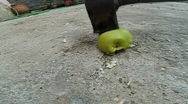 smash an apple in slow motion