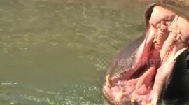 Hippos having fun in zoo pool