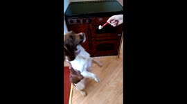 Meet the dog who loves ice cream