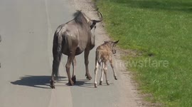 Baby wildebeest takes first steps with its mum
