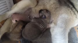 Cute husky puppies suckling