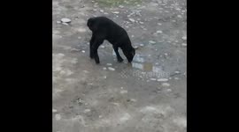 Lamb has three legs