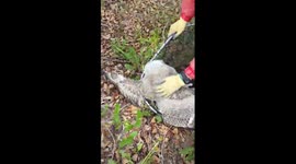 Great horned owl rescue, part 3