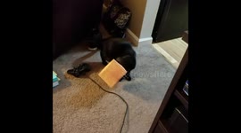 Cute cat gets head stuck in a box of tissues