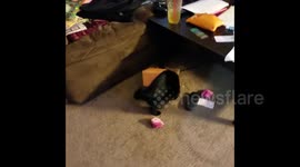 Cute cat gets head stuck in a box of tissues