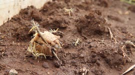 Preying Mantis hatching from egg