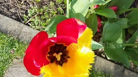 Special Tulip double coulors ,Double varieties 1 flower