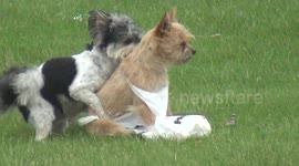 Puppy stuck in grocery bag gets taken advantage of by other dog.